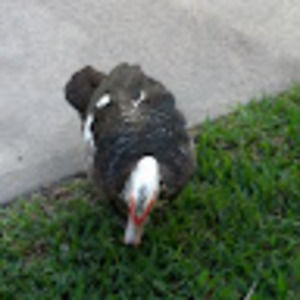 Meet your Posher, Todd